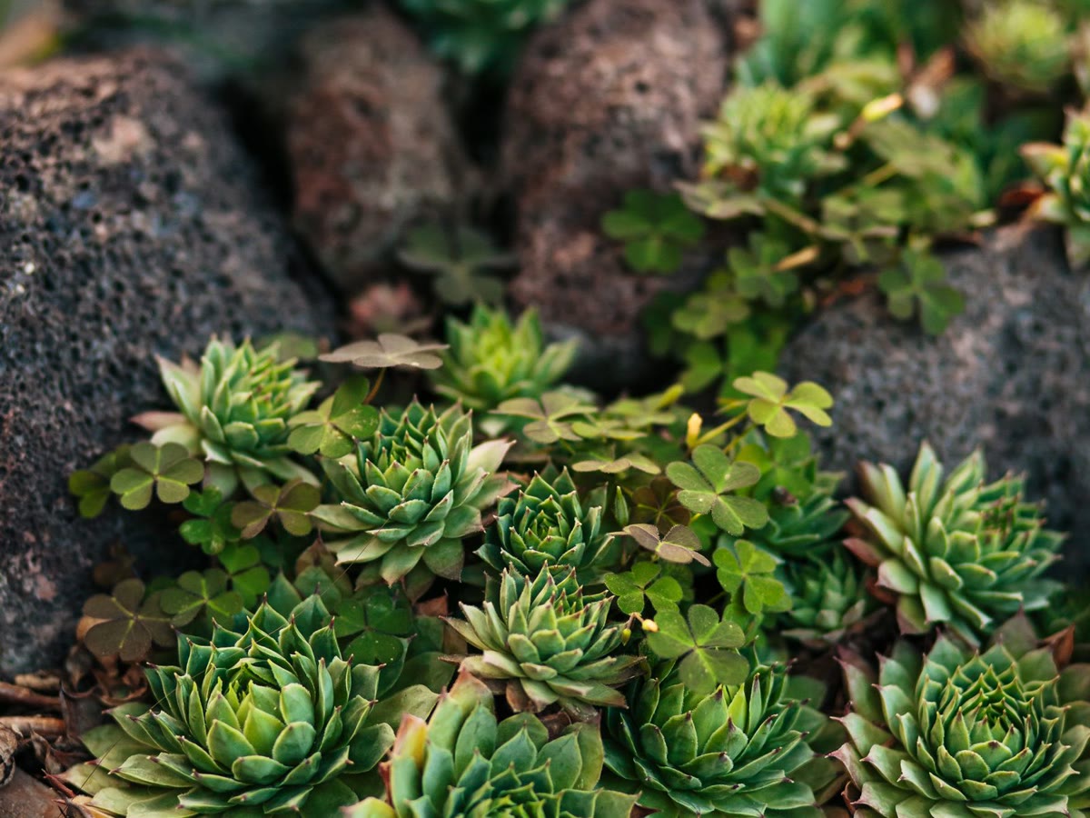 Drought-tolerant succulents arranged between dark landscape rocks