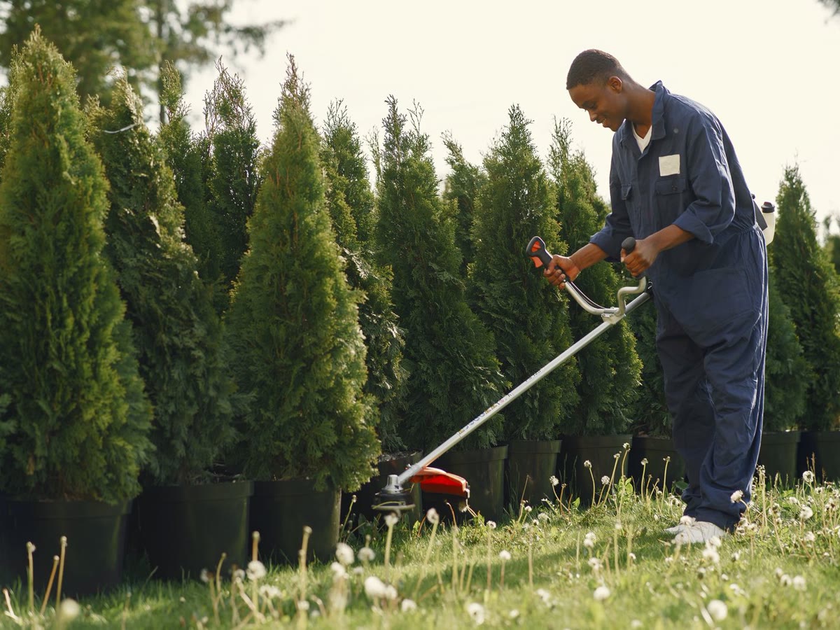 Landscaper trimming grass beside a row of plants